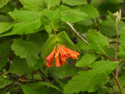 Lonicera ciliosa, photographed by Justin Flint