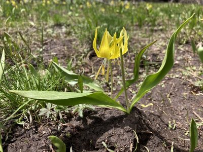 Erythronium grandiflorum