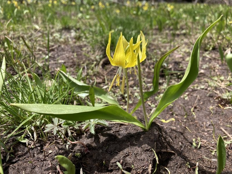 Erythronium grandiflorum, photographed by Cecelia Alexander
