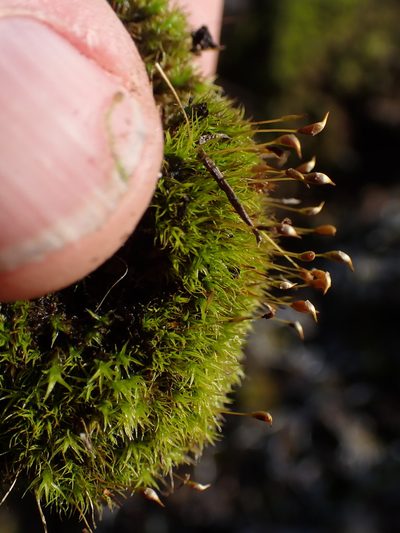 Hymenoloma crispulum, photographed by Randal