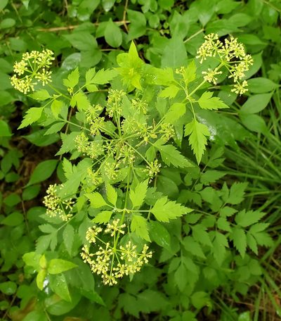 Thaspium chapmanii, photographed by Terri Koontz