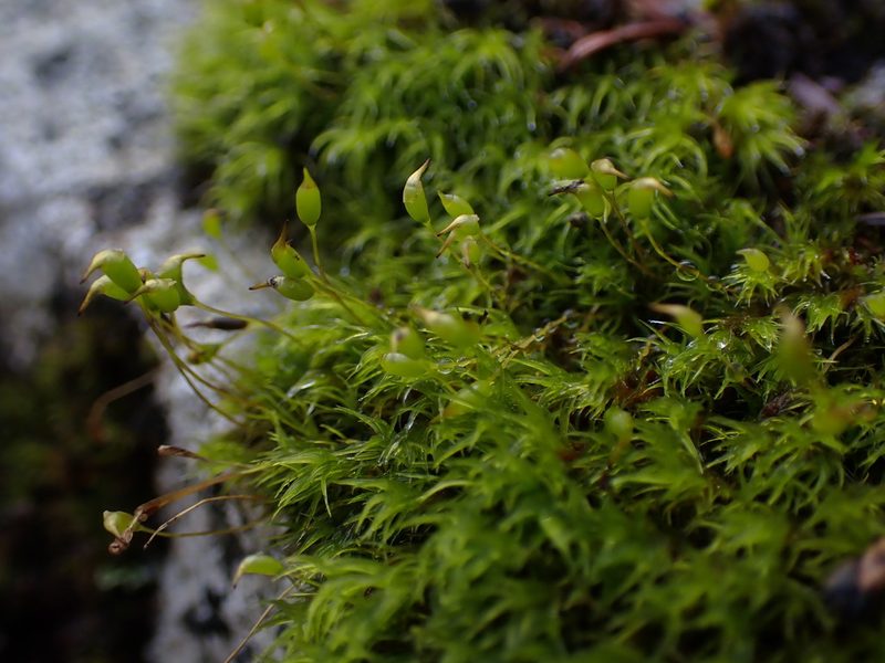 Hymenoloma crispulum, photographed by Randal
