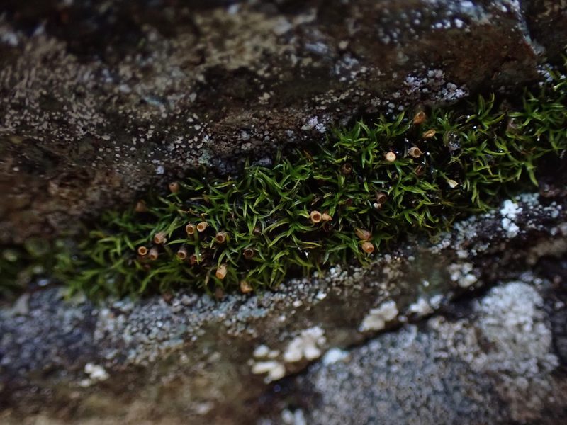 Amphidium lapponicum, photographed by Randal