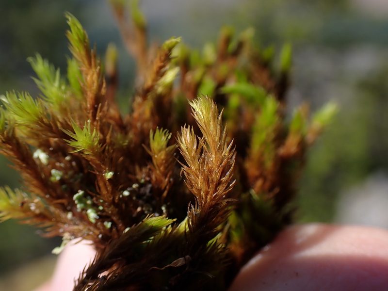 Grimmia ramondii, photographed by Randal