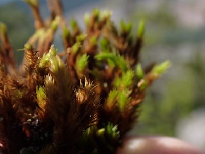 Grimmia ramondii, photographed by Randal
