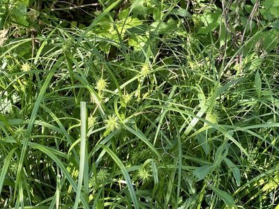 Carex grayi, photographed by Emily Summerbell