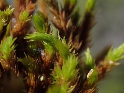 Grimmia ramondii, photographed by Randal