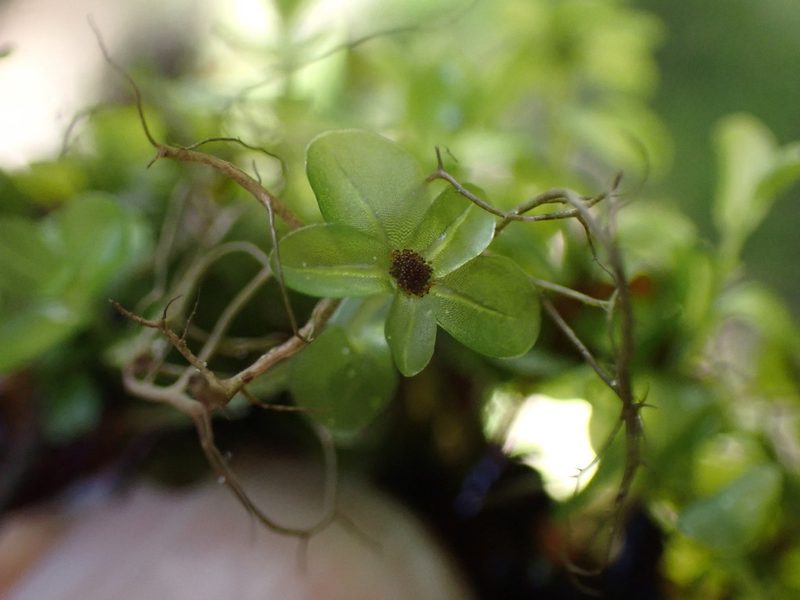 Rhizomnium nudum, photographed by Randal