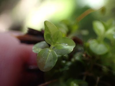Rhizomnium nudum, photographed by Randal