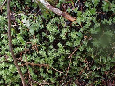 Rhizomnium nudum, photographed by Randal