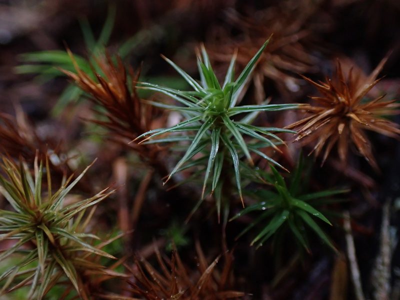 Polytrichum juniperinum, photographed by Randal