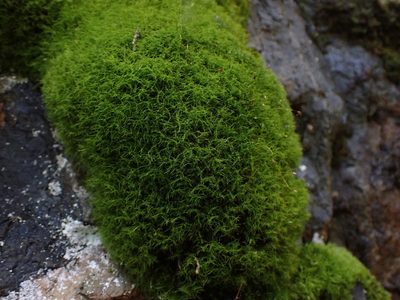 Distichium capillaceum, photographed by Randal