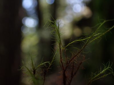 Distichium capillaceum, photographed by Randal