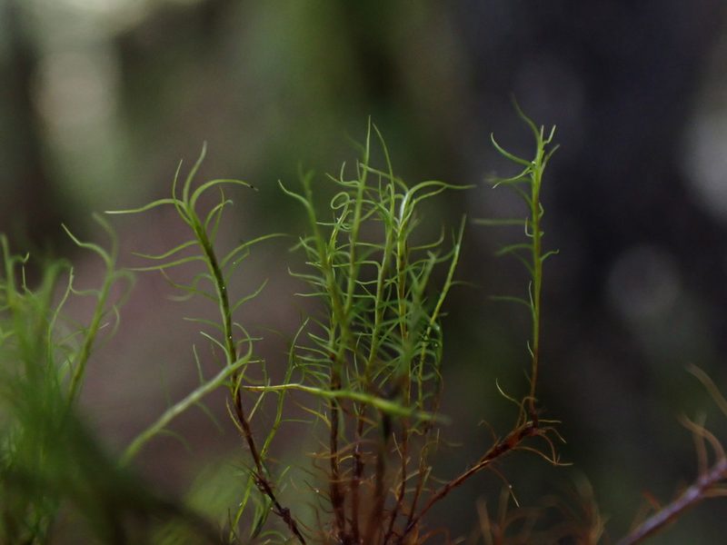 Distichium capillaceum, photographed by Randal
