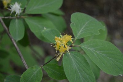 Lonicera xylosteum, photographed by Ирина Хохрякова