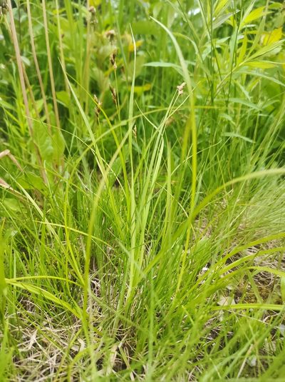 Carex tincta, photographed by Marc-Aurèle Vallée