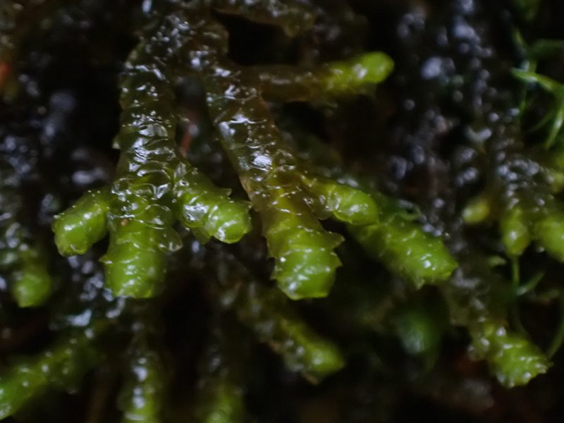 Porella roellii, photographed by Randal
