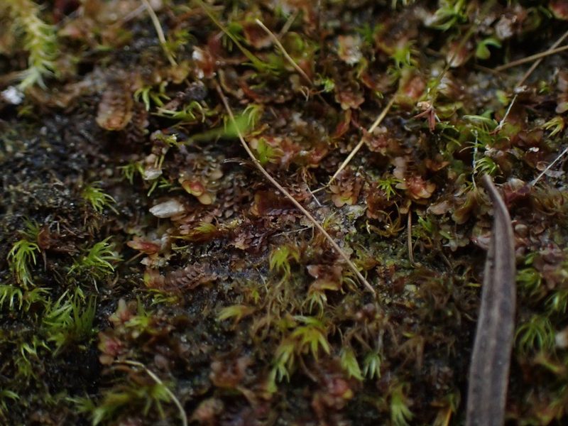 Diplophyllum obtusifolium, photographed by Randal
