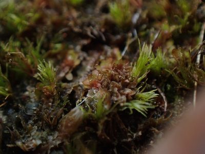 Diplophyllum obtusifolium, photographed by Randal