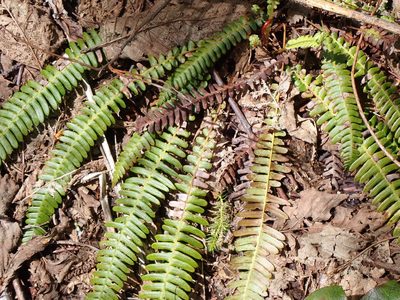 Struthiopteris spicant, photographed by Randal