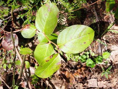 Gaultheria shallon, photographed by Randal