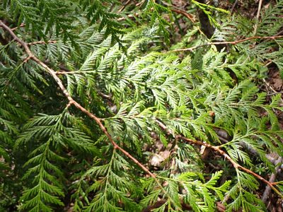 Thuja plicata, photographed by Randal