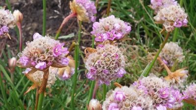 Armeria maritima, photographed by Loopy30
