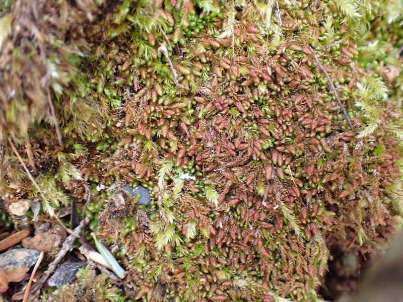 Solenostoma rubrum, photographed by Randal