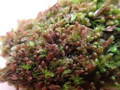 Solenostoma rubrum, photographed by Randal