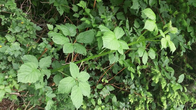 Rubus armeniacus, photographed by Loopy30