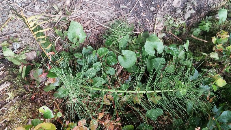 Equisetum telmateia, photographed by Loopy30