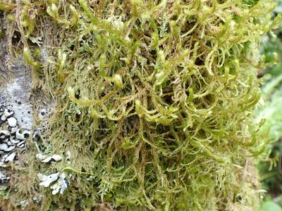 Antitrichia curtipendula, photographed by Randal