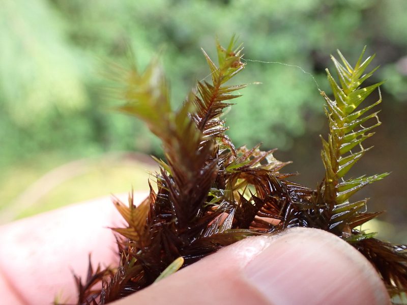 Fontinalis antipyretica, photographed by Randal