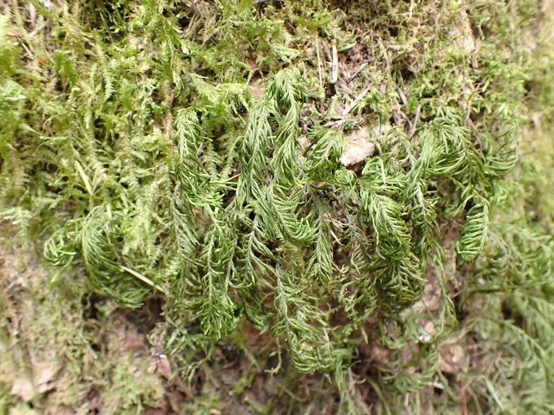 Dendroalsia abietina, photographed by Randal