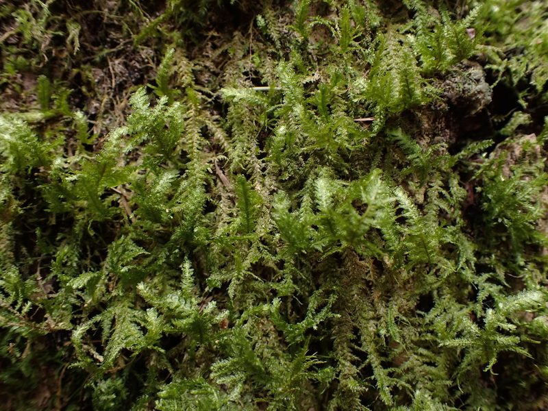 Metaneckera menziesii, photographed by Randal