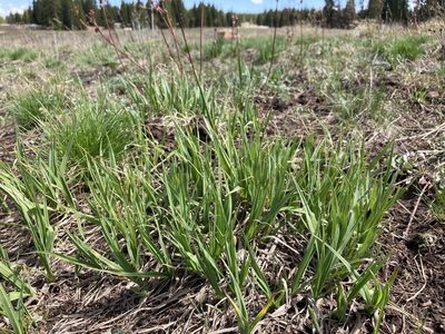 Carex aquatilis