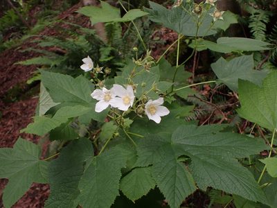 Rubus parviflorus, photographed by Randal