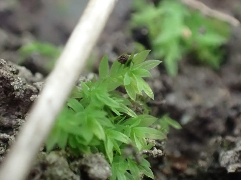 Epipterygium biauritum, photographed by Randal