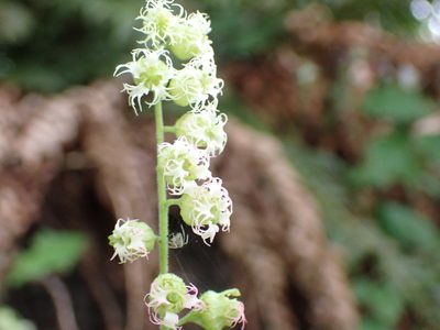 Tellima grandiflora, photographed by Randal