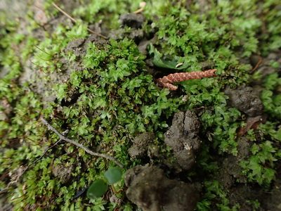 Epipterygium biauritum, photographed by Randal