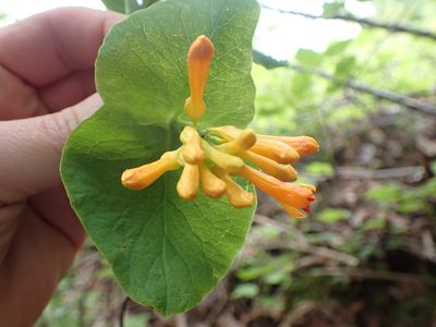Lonicera ciliosa, photographed by Randal
