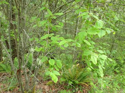 Holodiscus discolor, photographed by Randal