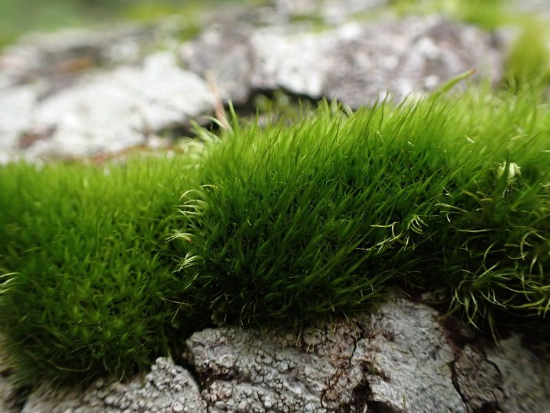 Orthodicranum tauricum, photographed by Randal