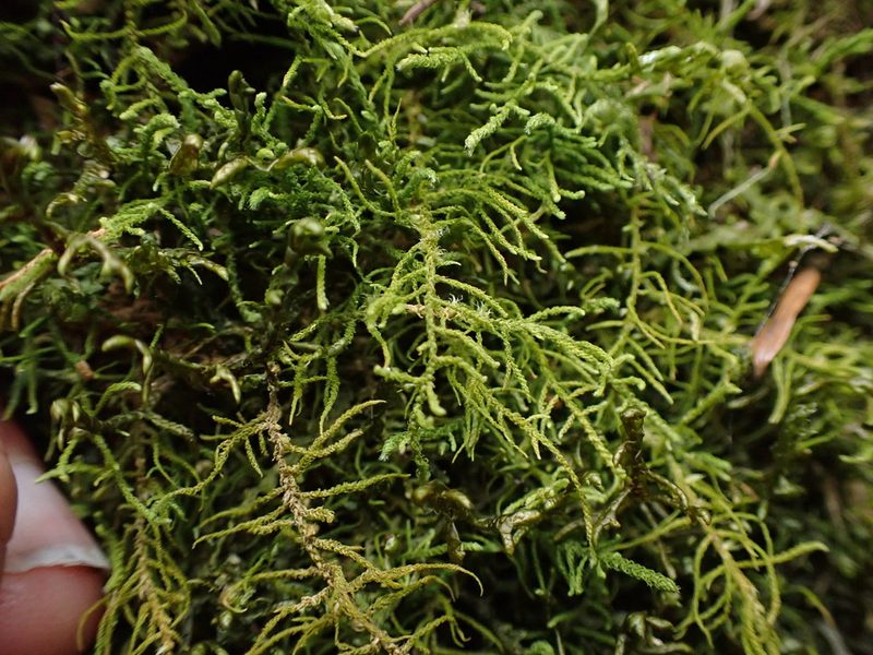Claopodium crispifolium, photographed by Randal