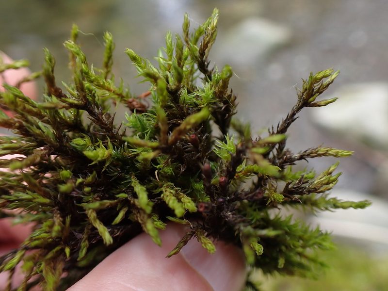 Schistidium rivulare, photographed by Randal