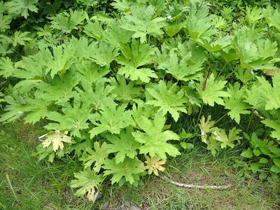 Petasites frigidus, photographed by Randal