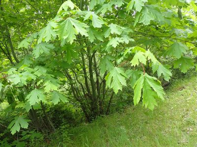 Acer macrophyllum, photographed by Randal