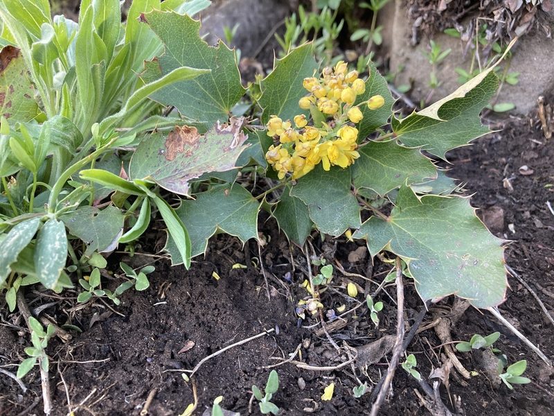 Berberis repens, photographed by Cecelia Alexander