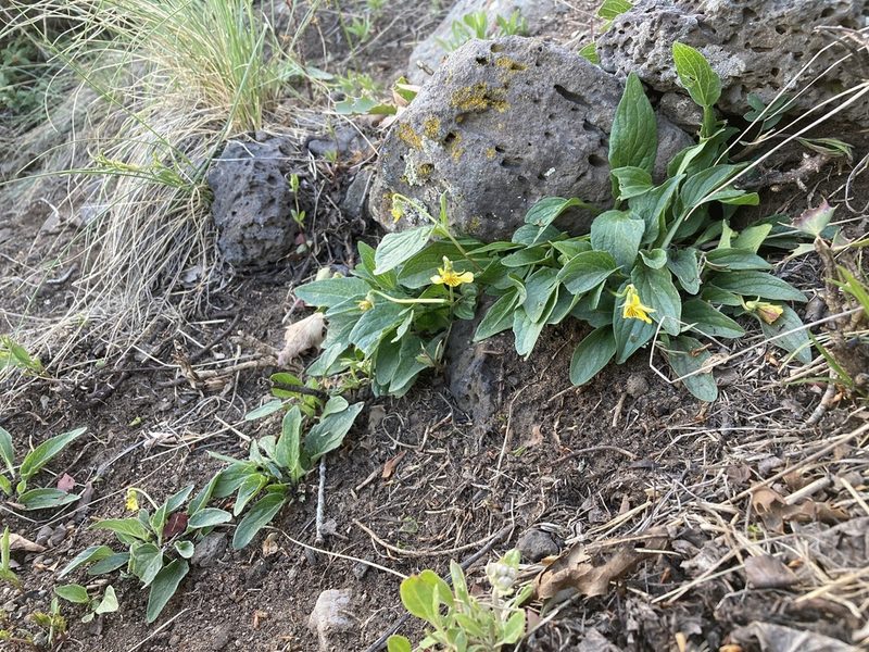 Viola praemorsa, photographed by Cecelia Alexander