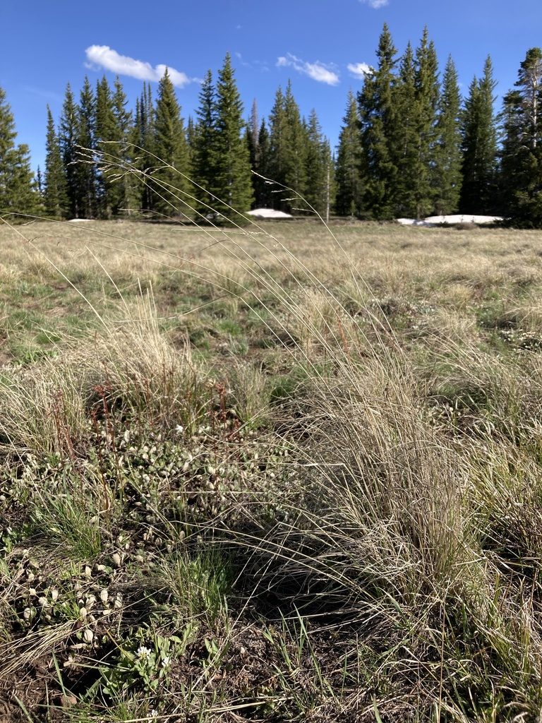 Festuca thurberi, photographed by Cecelia Alexander